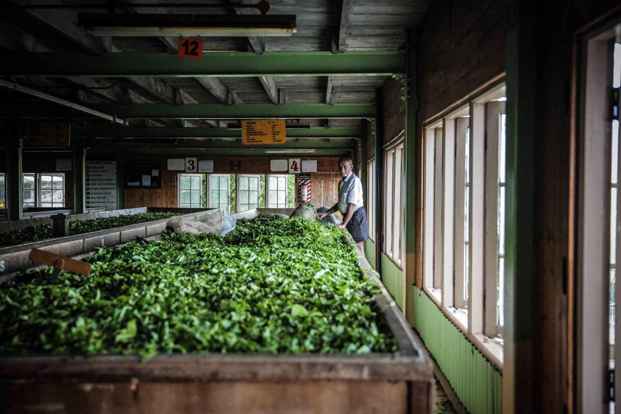 Madulkelle Tea And Eco Lodge Κάντι Εξωτερικό φωτογραφία