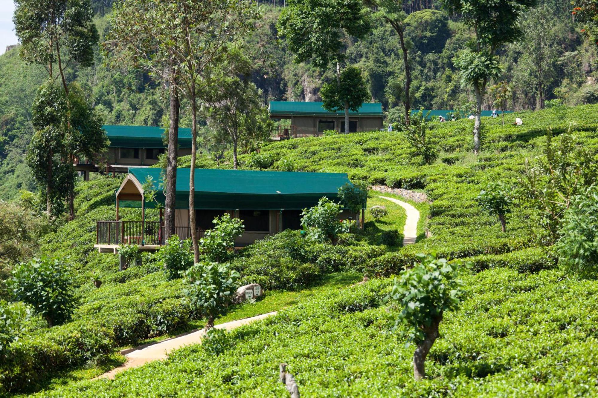 Madulkelle Tea And Eco Lodge Κάντι Εξωτερικό φωτογραφία