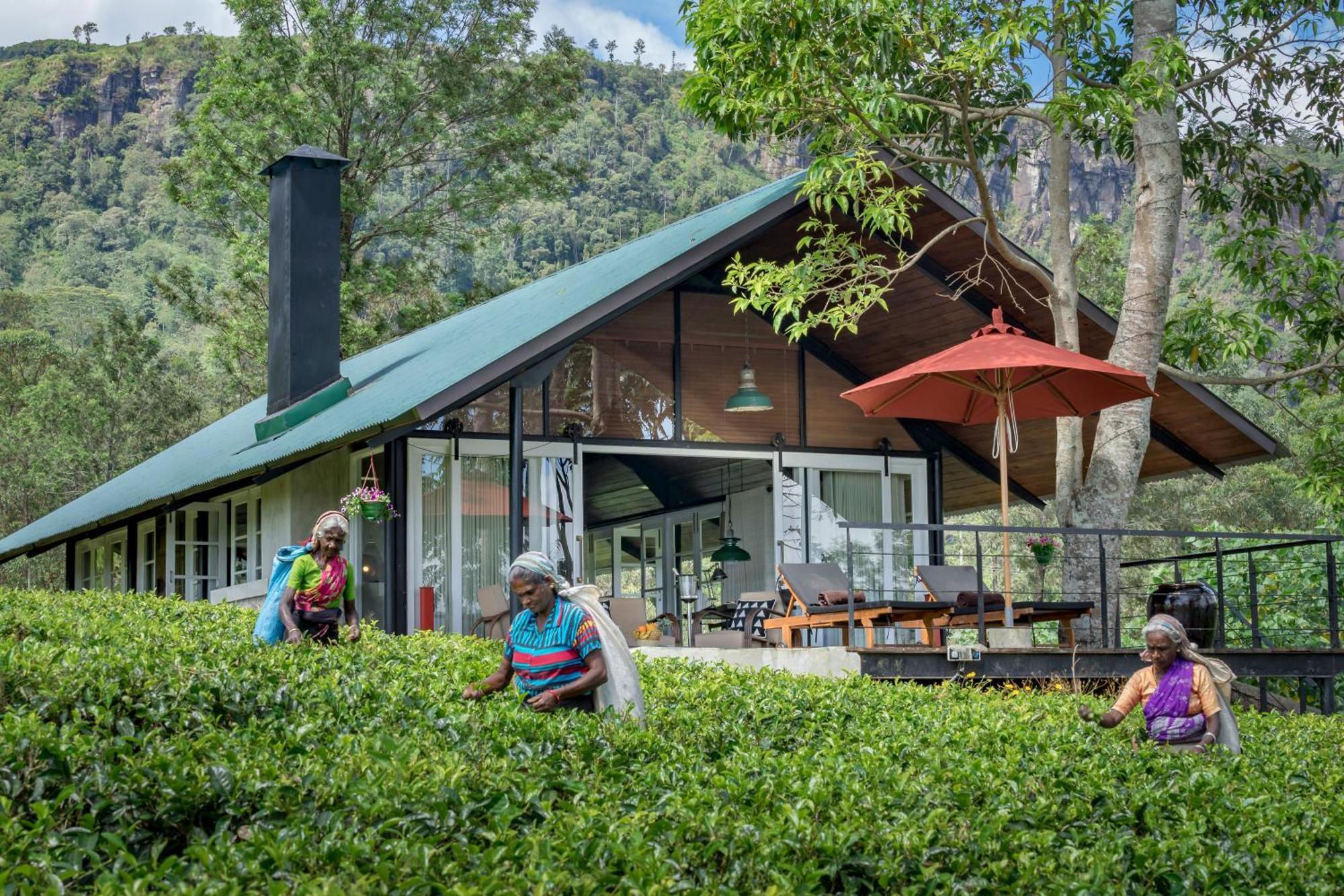 Madulkelle Tea And Eco Lodge Κάντι Εξωτερικό φωτογραφία